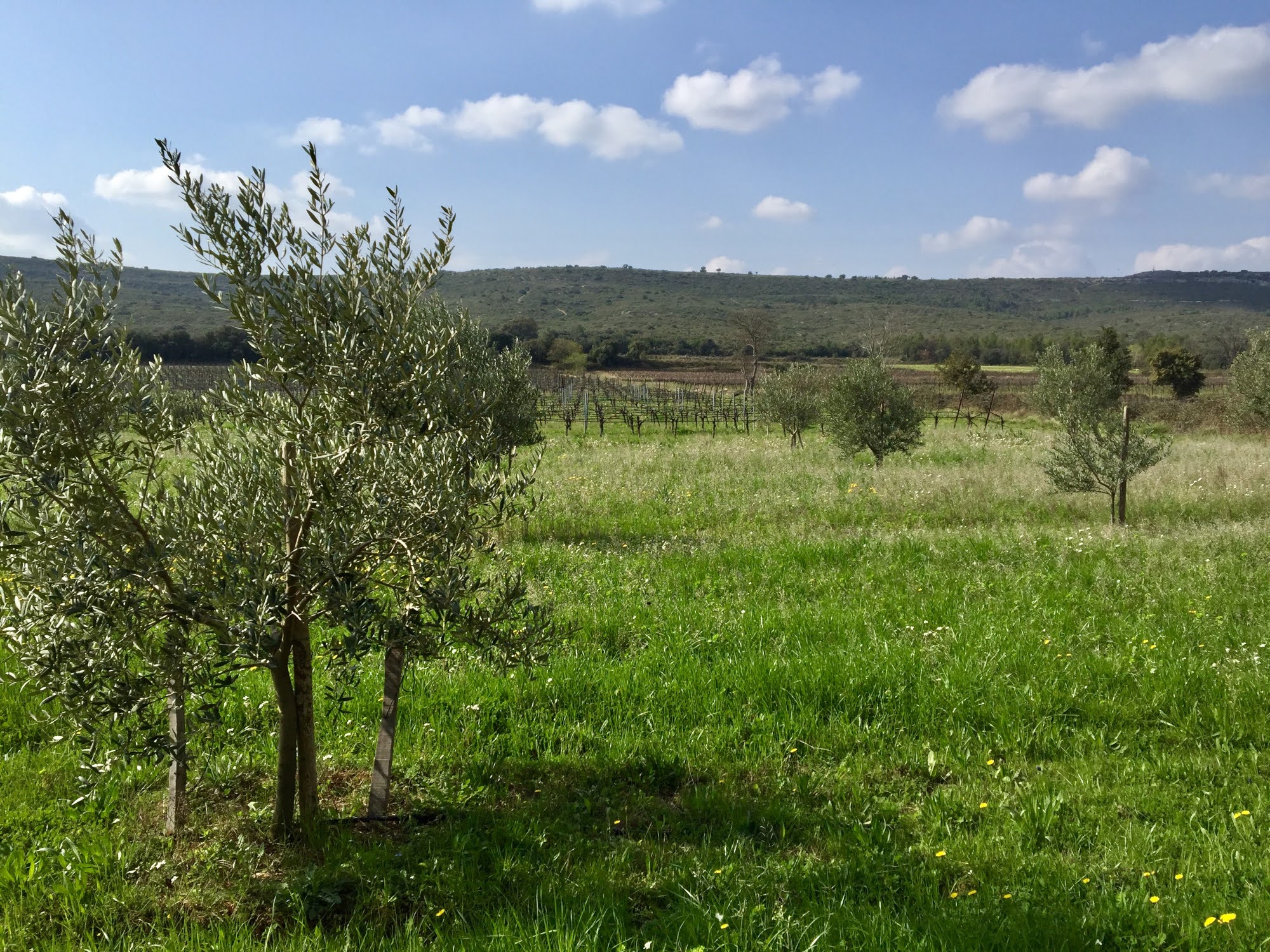 les-oliviers